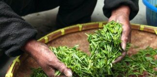 Herbata zielona to świeże, nie przefermentowane liście krzewu herbacianego. Zbierane ręcznie oraz przetwarzane w godzinę po zebraniu, dzięki czemu zawierają wszystkie właściwości. Na zdjęciu kobieta przerzuca liście zielonej herbaty w czasie suszenia.