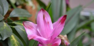 Kto nie może pić kurkumy?
