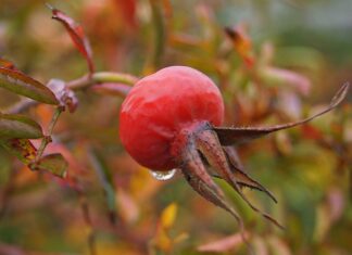 Gdzie studiować zielarstwo?