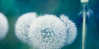 Jakie potrawy są moczopędne?