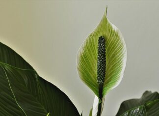 Co wystaje z pochwy po porodzie?